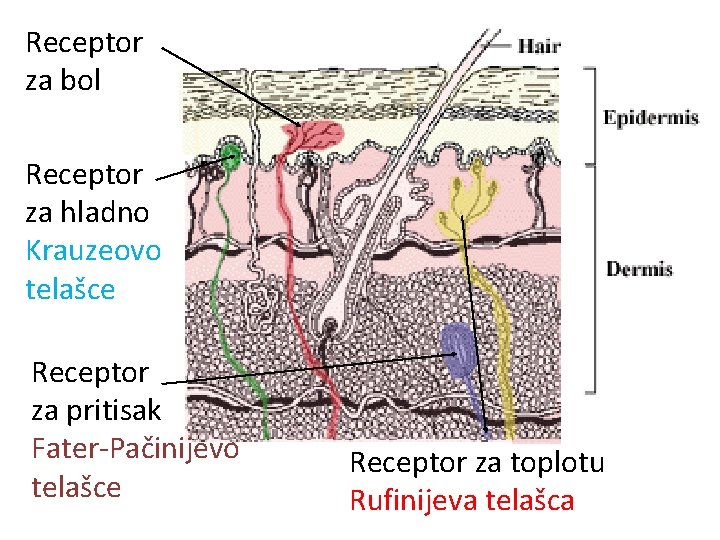 Receptor za bol Receptor za hladno Krauzeovo telašce Receptor za pritisak Fater-Pačinijevo telašce Receptor Receptor za bol Receptor za hladno Krauzeovo telašce Receptor za pritisak Fater-Pačinijevo telašce Receptor