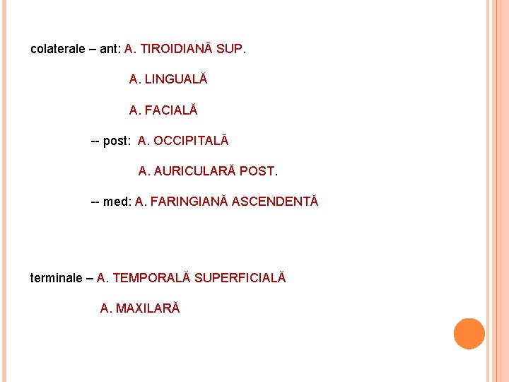 colaterale – ant: A. TIROIDIANĂ SUP. A. LINGUALĂ A. FACIALĂ -- post: A. OCCIPITALĂ