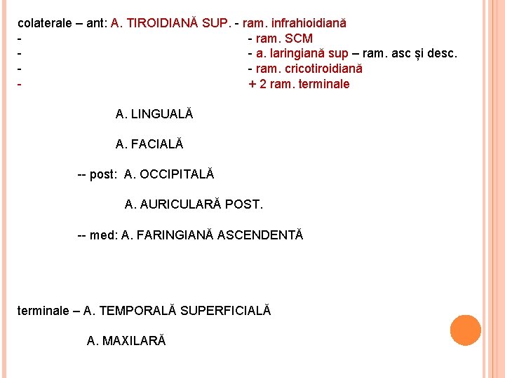 colaterale – ant: A. TIROIDIANĂ SUP. - ram. infrahioidiană - ram. SCM - a.