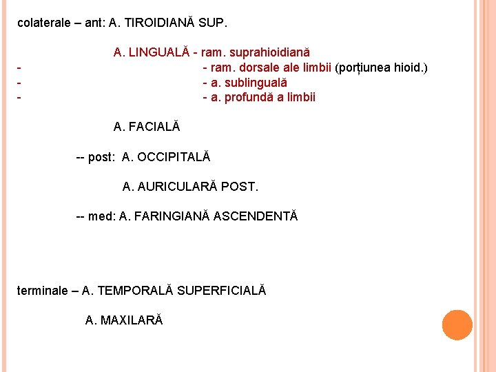 colaterale – ant: A. TIROIDIANĂ SUP. - A. LINGUALĂ - ram. suprahioidiană - ram.