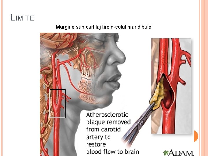 LIMITE Margine sup cartilaj tiroid-colul mandibulei 