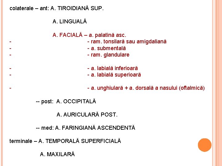 colaterale – ant: A. TIROIDIANĂ SUP. A. LINGUALĂ - A. FACIALĂ – a. palatină