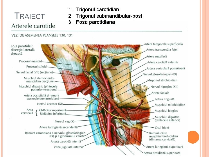 TRAIECT 1. Trigonul carotidian 2. Trigonul submandibular-post 3. Fosa parotidiana 