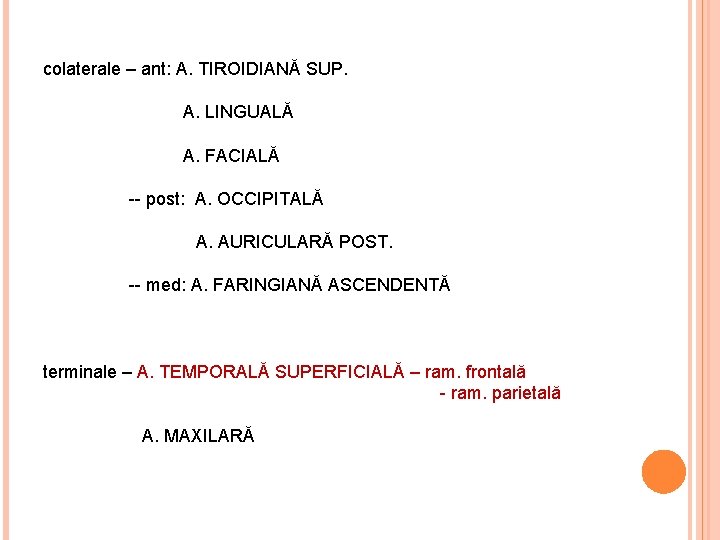 colaterale – ant: A. TIROIDIANĂ SUP. A. LINGUALĂ A. FACIALĂ -- post: A. OCCIPITALĂ