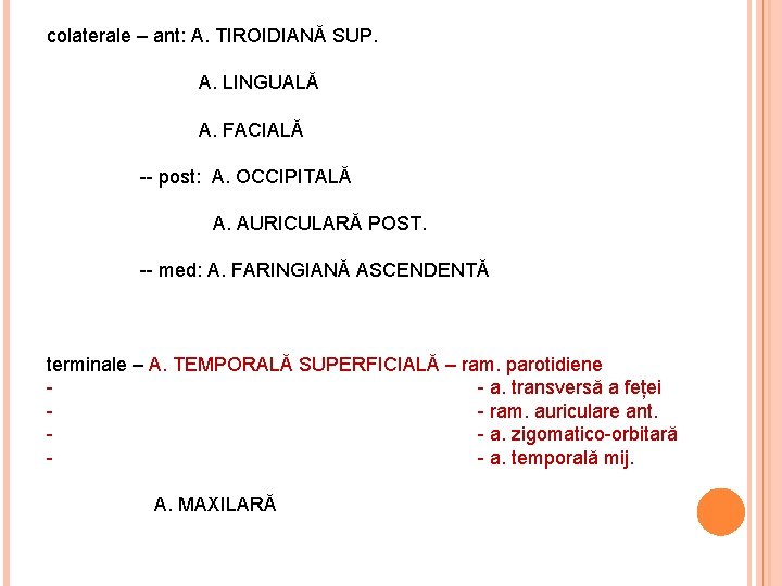 colaterale – ant: A. TIROIDIANĂ SUP. A. LINGUALĂ A. FACIALĂ -- post: A. OCCIPITALĂ