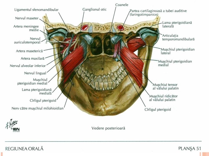Disfuncţii ale articulației temporomandibulare