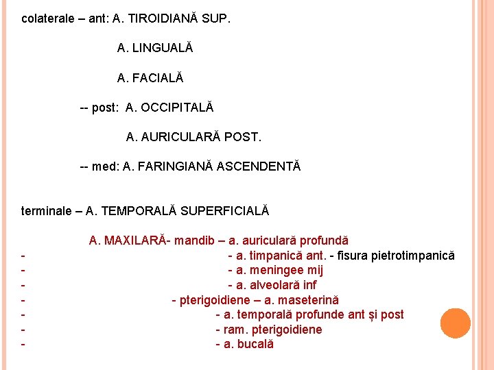 colaterale – ant: A. TIROIDIANĂ SUP. A. LINGUALĂ A. FACIALĂ -- post: A. OCCIPITALĂ