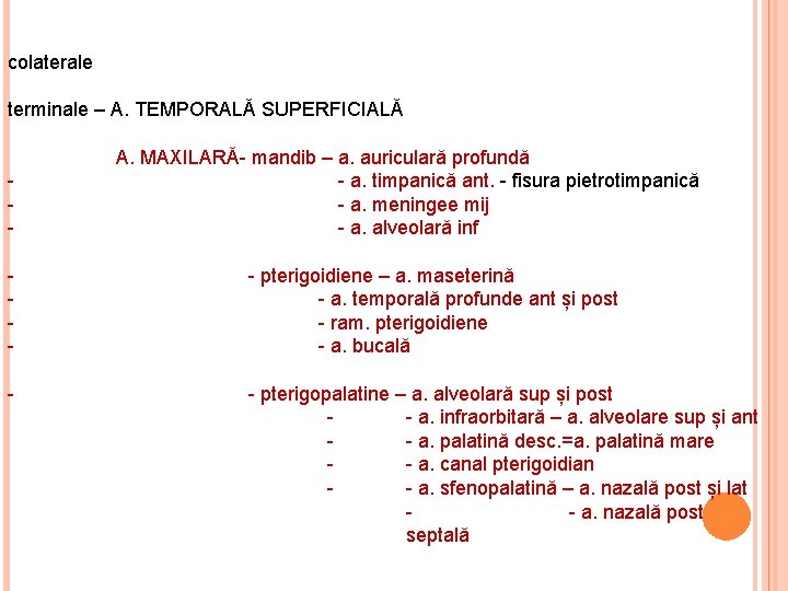 colaterale terminale – A. TEMPORALĂ SUPERFICIALĂ - A. MAXILARĂ- mandib – a. auriculară profundă