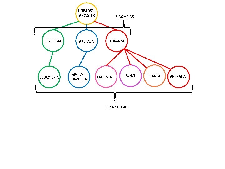 UNIVERSAL ANCESTER BACTERIA EUBACTERIA ARCHAEA ARCHABACTERIA 3 DOMAINS EUKARYA PROTISTA FUNGI 6 KINGDOMES PLANTAE