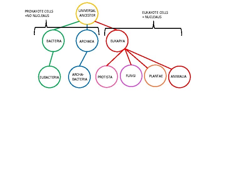 PROKAYOTE CELLS =NO NUCLEAUS BACTERIA EUBACTERIA UNIVERSAL ANCESTER ARCHAEA ARCHABACTERIA EUKAYOTE CELLS = NUCLEAUS