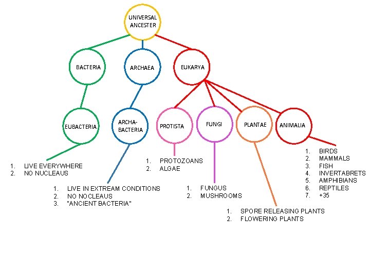 UNIVERSAL ANCESTER BACTERIA EUBACTERIA 1. 2. LIVE EVERYWHERE NO NUCLEAUS 1. 2. 3. EUKARYA