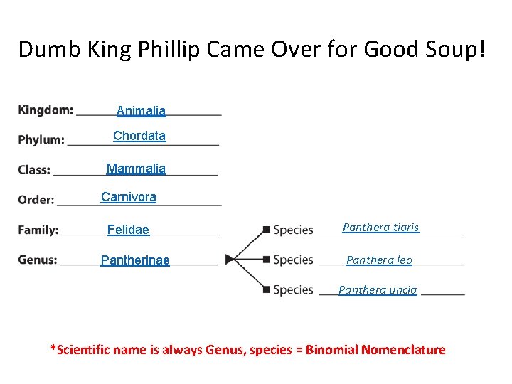 Dumb King Phillip Came Over for Good Soup! Animalia Chordata Mammalia Carnivora Felidae Pantherinae