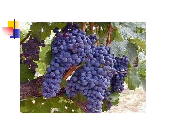 n. Solunum iş yükünün artış bulguları 