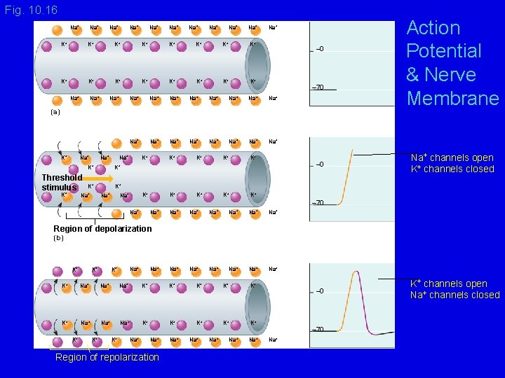 Fig. 10. 16 Na+ Na+ Na+ K+ K+ K+ K+ Na+ Na+ – 0