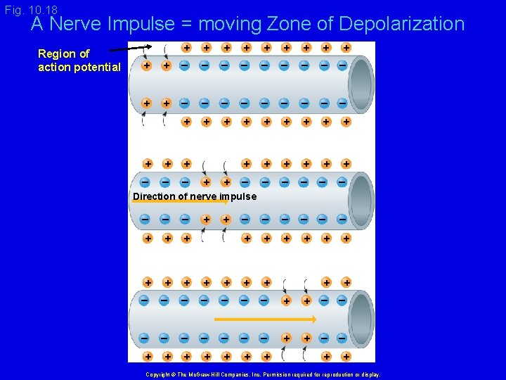 Fig. 10. 18 A Nerve Impulse = moving Zone of Depolarization Region of action