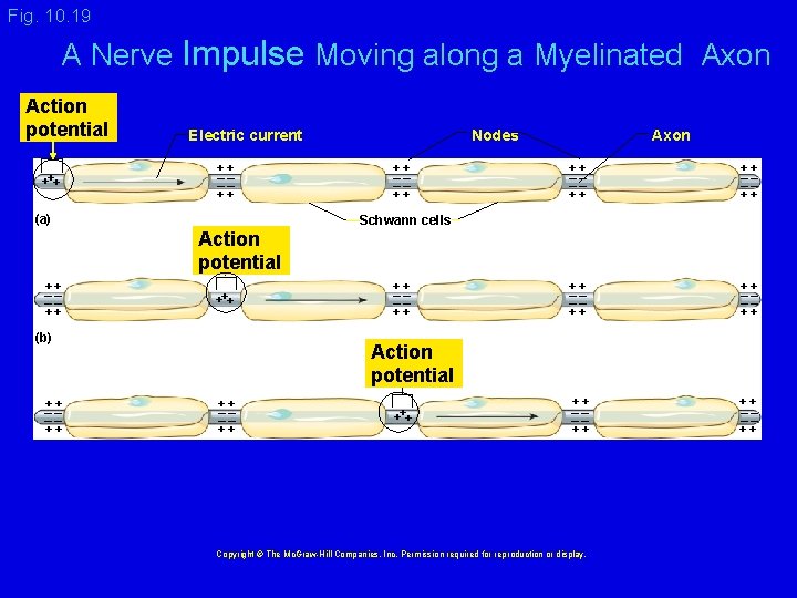 Fig. 10. 19 A Nerve Impulse Moving along a Myelinated Axon Action potential +++