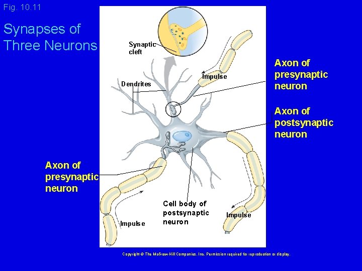 Fig. 10. 11 Synapses of Three Neurons Synaptic cleft Impulse Dendrites Axon of presynaptic