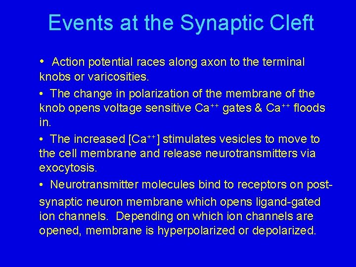 Events at the Synaptic Cleft • Action potential races along axon to the terminal