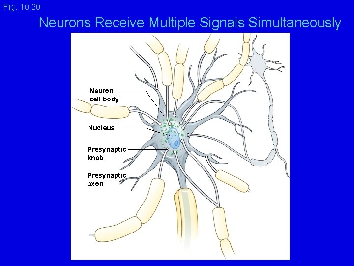 Fig. 10. 20 Neurons Receive Multiple Signals Simultaneously Neuron cell body Nucleus Presynaptic knob