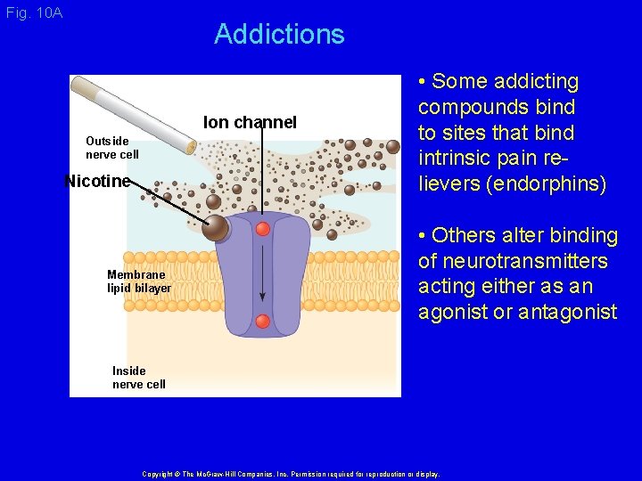 Fig. 10 A Addictions Ion channel Outside nerve cell Nicotine Membrane lipid bilayer •