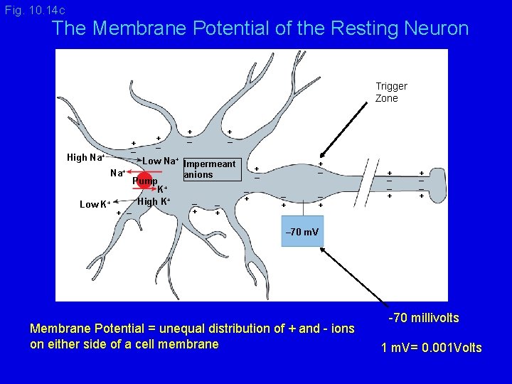 Fig. 10. 14 c The Membrane Potential of the Resting Neuron Trigger Zone High