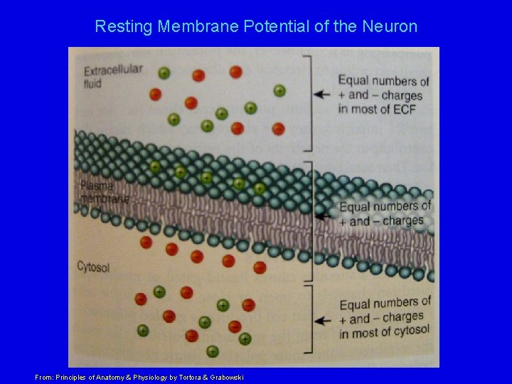 Resting Membrane Potential of the Neuron From: Principles of Anatomy & Physiology by Tortora