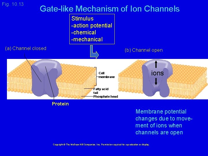 Fig. 10. 13 Gate-like Mechanism of Ion Channels Stimulus -action potential -chemical -mechanical (a)