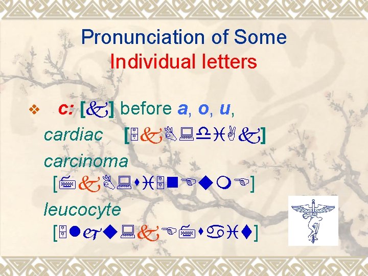 Pronunciation of Some Individual letters v c: [k] before a, o, u, cardiac [5