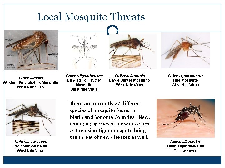 Local Mosquito Threats Culex tarsalis Western Encephalitis Mosquito West Nile Virus Culiseta particeps No