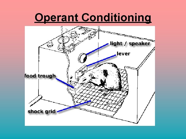 Operant Conditioning 