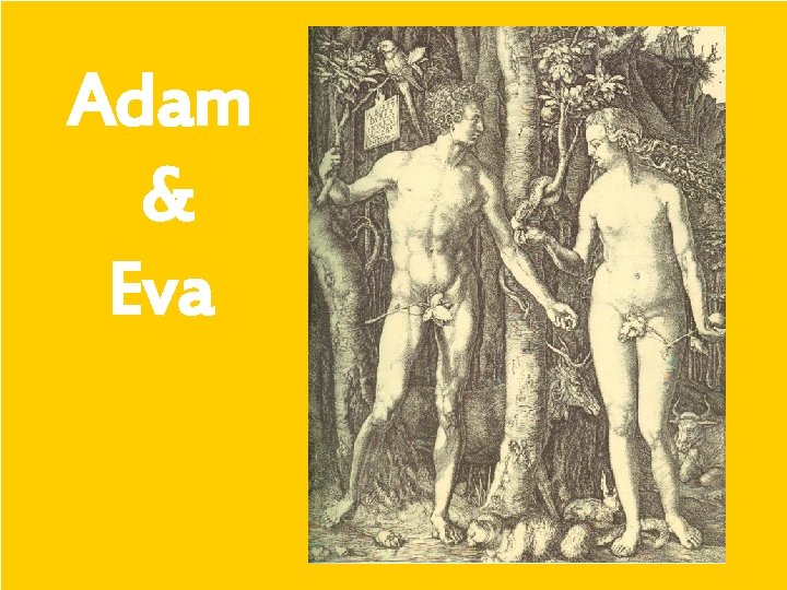 Adam & Eva 