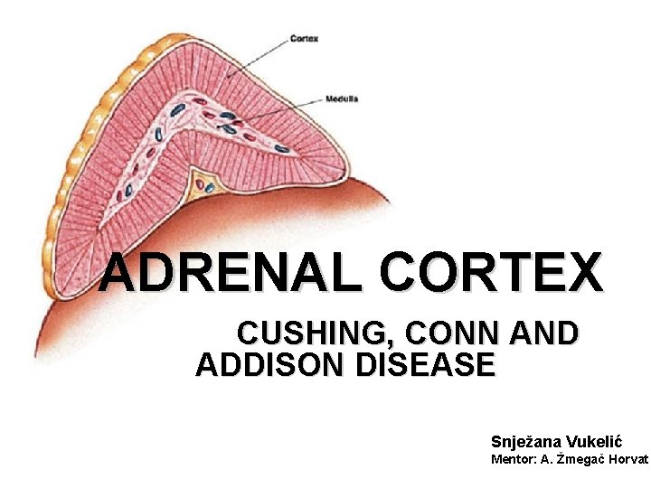 ADRENAL CORTEX CUSHING, CONN AND ADDISON DISEASE Snježana Vukelić Mentor: A. Žmegač Horvat 