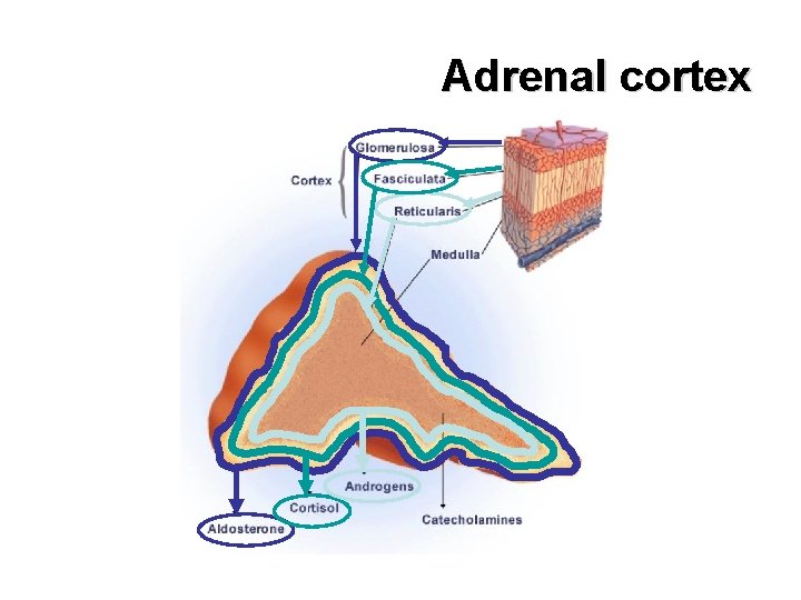 Adrenal cortex 