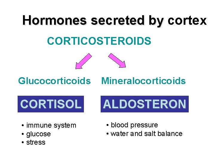 Hormones secreted by cortex CORTICOSTEROIDS Glucocorticoids Mineralocorticoids CORTISOL ALDOSTERON • immune system • glucose