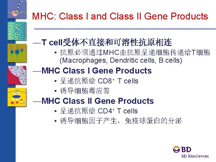 MHC: Class I and Class II Gene Products —T cell受体不直接和可溶性抗原相连 • 抗原必须通过MHC由抗原呈递细胞传递给T细胞 (Macrophages, Dendritic