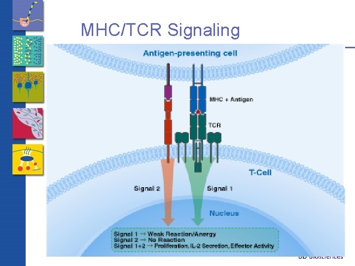 MHC/TCR Signaling 