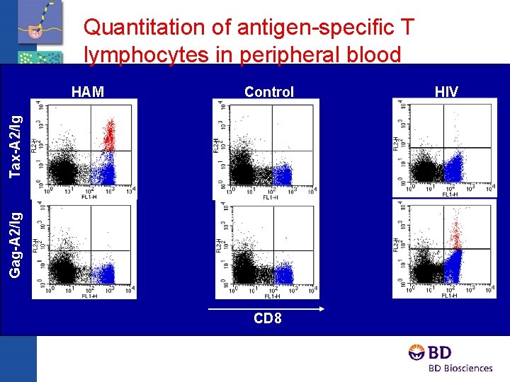 Quantitation of antigen-specific T lymphocytes in peripheral blood Control Gag-A 2/Ig Tax-A 2/Ig HAM