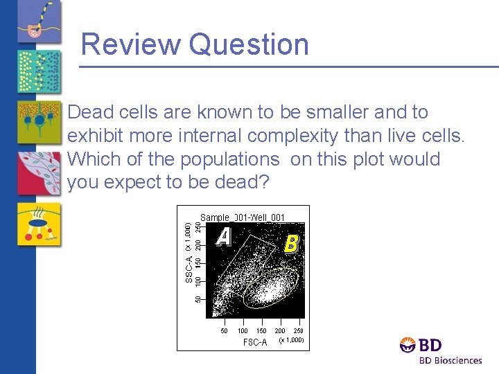 Review Question Dead cells are known to be smaller and to exhibit more internal