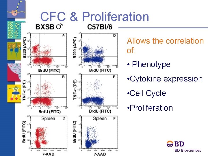 CFC & Proliferation Allows the correlation of: • Phenotype • Cytokine expression • Cell