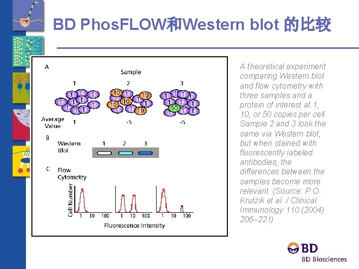 BD Phos. FLOW和Western blot 的比较 A theoretical experiment comparing Western blot and flow cytometry