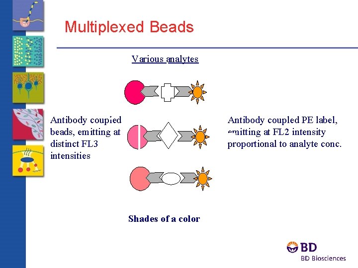 Multiplexed Beads Various analytes Antibody coupled beads, emitting at distinct FL 3 intensities Antibody
