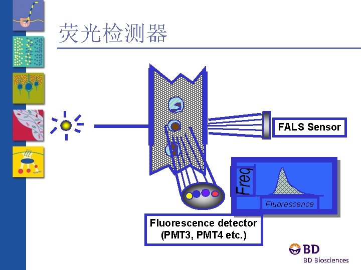 荧光检测器 FALS Sensor Fluorescence detector (PMT 3, PMT 4 etc. ) 