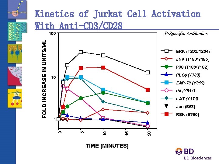 Kinetics of Jurkat Cell Activation With Anti-CD 3/CD 28 P-Specific Antibodies ERK (T 202/Y