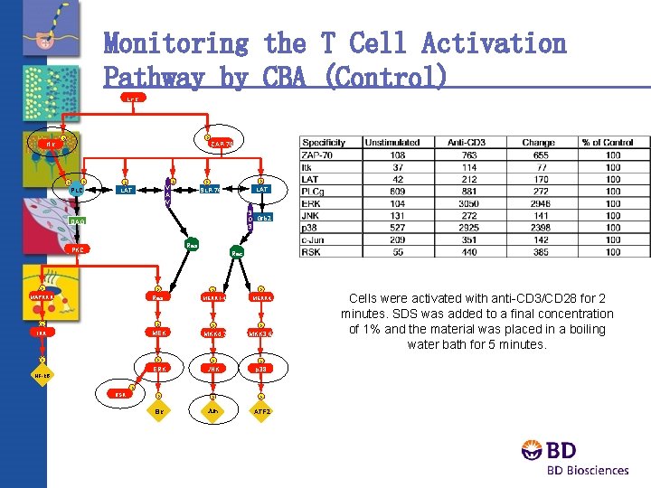 Monitoring the T Cell Activation Pathway by CBA (Control) Lck Itk P P PLC