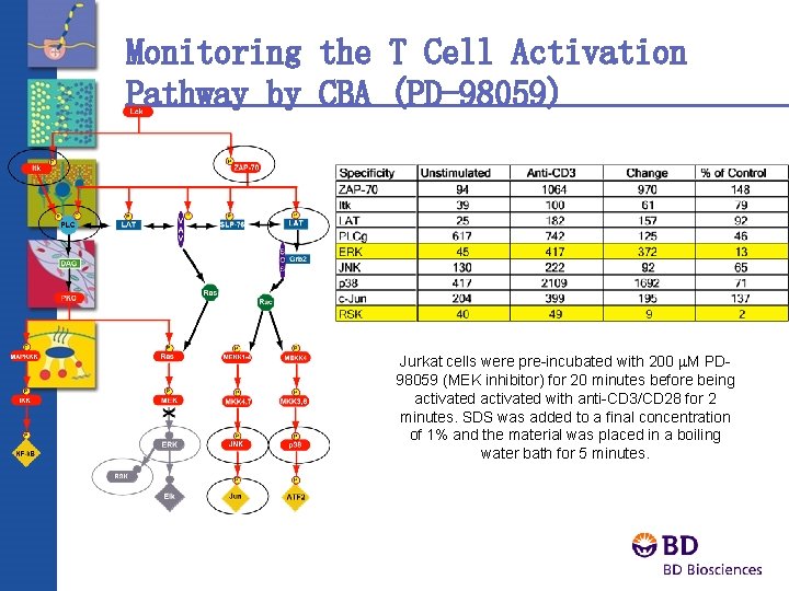 Monitoring the T Cell Activation Pathway by CBA (PD-98059) Jurkat cells were pre-incubated with