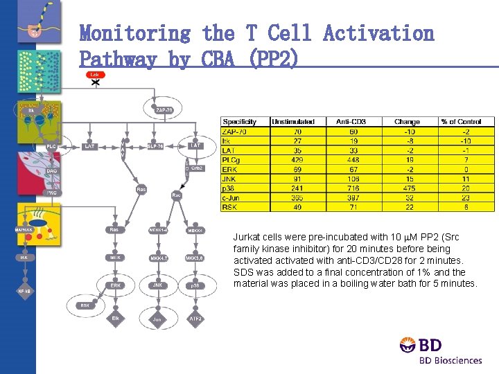 Monitoring the T Cell Activation Pathway by CBA (PP 2) Jurkat cells were pre-incubated