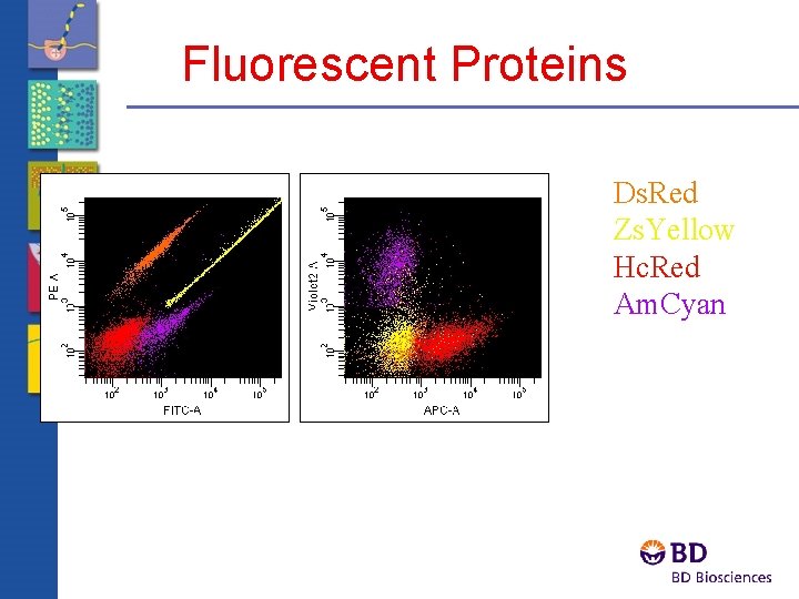 Fluorescent Proteins Ds. Red Zs. Yellow Hc. Red Am. Cyan 