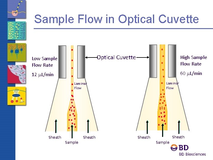 Sample Flow in Optical Cuvette Low Sample Flow Rate High Sample Flow Rate 60