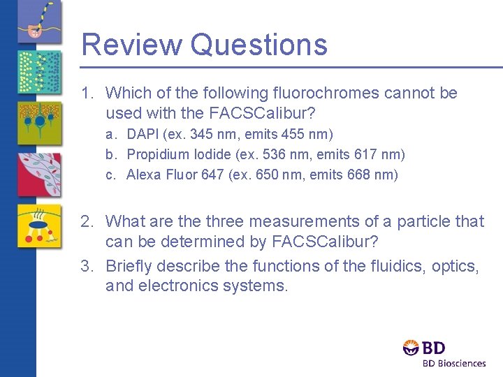 Review Questions 1. Which of the following fluorochromes cannot be used with the FACSCalibur?