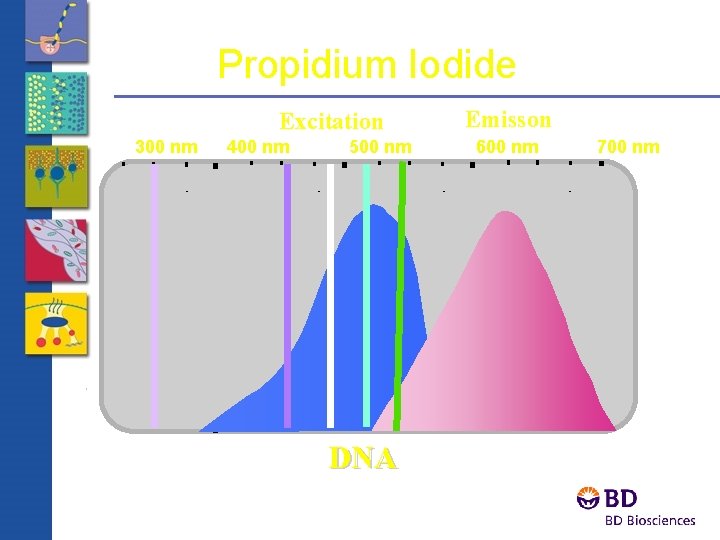 Propidium Iodide Emisson Excitation 300 nm 400 nm 500 nm 600 nm DNA 700